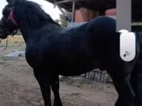 公马, Horses — 照片 5