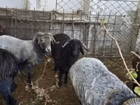 Cabras (lote, sexo no especificado), Cabras — foto 3