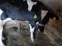 Buğa, Russian Black pied cattle — foto 3