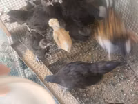 Australorp — photo 3