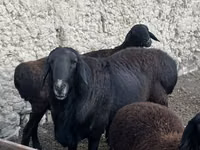 Berbec, Rhon sheep — foto 3
