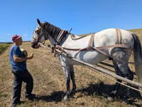 Caballo, Caballos — foto 1