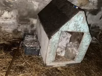 Taxta it evi - Material: qalın taxta karkas, üstü ikiqat yamaclı dam — Foto 2