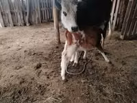 بقرة, Simmental cattle — الصورة 2