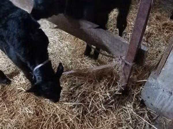 Bull, Limousin cow
