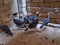 برونز — الصورة 2