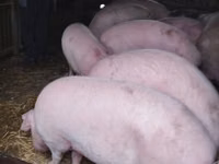 Säue, Schweine — Foto 2