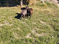 Carnero, Ovejas — foto 7