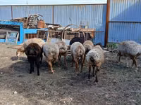 Carnero, Arashan sheep — foto 5