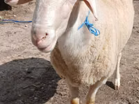 كبش, Assaf sheep — الصورة 3