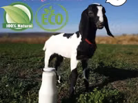 Lapte de capra (ferma de prasila) козье молоко (племенная ферма) — photo 2