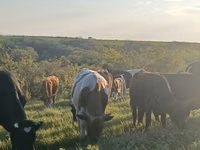 Cow, Cattle — photo 2