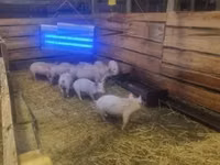 Säue, Schweine — Foto 1