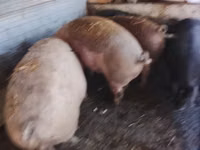 Porci (lot, sex nespecificat), Porci — foto 1