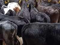 Rinder (Partie, Geschlecht nicht angegeben), Simmental cattle — Foto 3