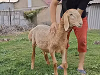 Carneiro, Arashan sheep — foto 5