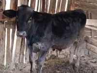 Buğa, Swiss cattle — foto 1