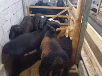 Bélier, Moutons — photo 2