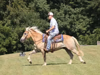 Cal, Haflinger — foto 4