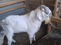 Boucs, Beetal goats — photo 1