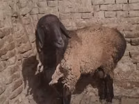 公羊, Sheep — 照片 3