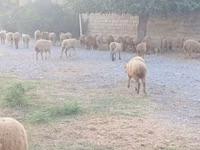 أغنام (دفعة، الجنس غير محدد), الأغنام — الصورة 2