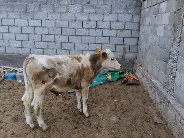 सांड, Simmental cattle
