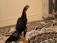 Chickens — photo 1