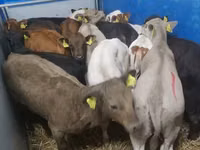 Cattle (batch, sex not specified), Cattle — photo 4