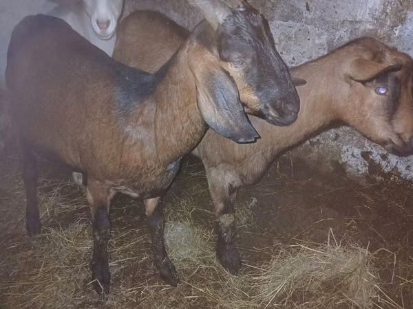 Capră, Nubian Goat