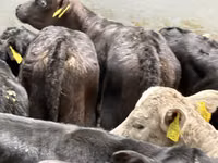 牛只（批次，未指定性别）, Simmental cattle — 照片 6