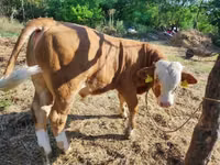 Bull, Hungarian Grey breed — photo 2