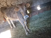 İnək, Swiss cattle — foto 2