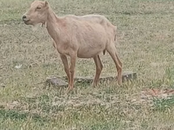 Țap, Alpine goat