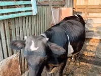 Kuh, Russian Black pied cattle — Foto 1