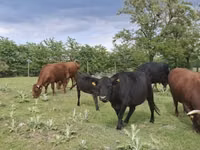 Vache, Dexter — photo 4