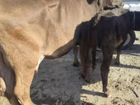 Vacă, Russian Black pied cattle — foto 4