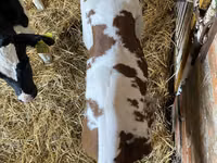 Bovine (lot, sex nespecificat), Aberdeen-Angus — foto 5