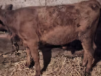 公牛, Simmental cattle — 照片 7