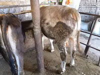ثور, Swiss cattle — الصورة 7
