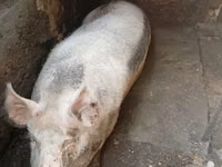 Vier, Porci — foto 2