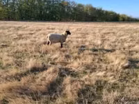 公羊, Shroshire sheep — 照片 6
