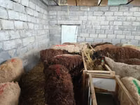 भेड़, Beulah Speckled face sheep — फ़ोटो 5