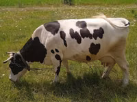 Sigir, Russian Black pied cattle — 1-rasm