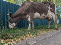 İnək, Simmental cattle — foto 4