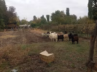 Capră, Alpine goat — foto 4