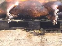 Vind carne de porc de casa crescut cu resturi de la gradinite — 4-rasm