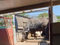 Vache, Buffle africain — photo 1