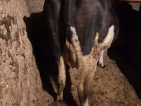 Vacă, Russian Black pied cattle — foto 2