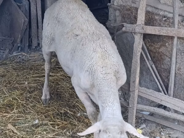 Berbec, Assaf sheep